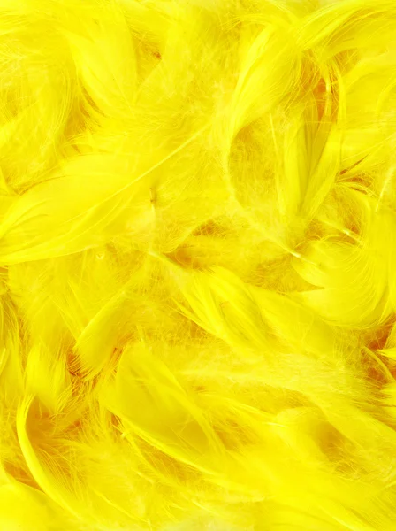 Color feathers — Stock Photo, Image