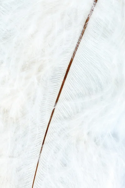 색 깃털 — 스톡 사진