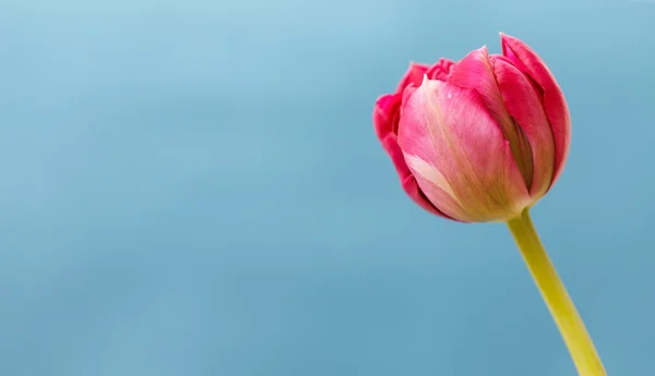 Schöne Tulpe — Stockfoto