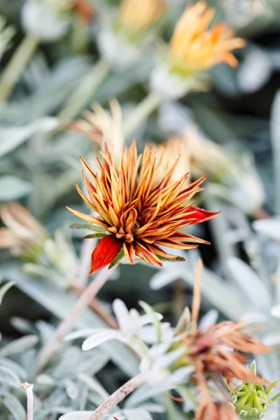 Autumn flowers — Stock Photo, Image