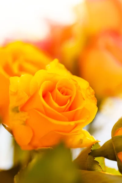 Bonitas rosas naranjas — Foto de Stock