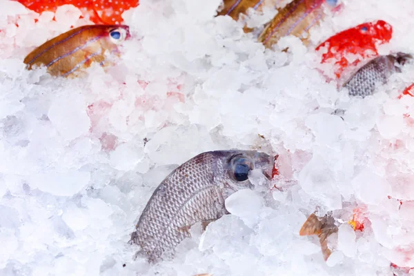 Pesce sul ghiaccio — Foto Stock