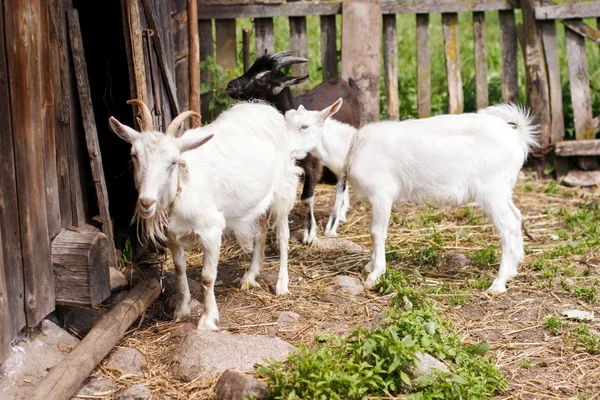 Pet goats Stock Image