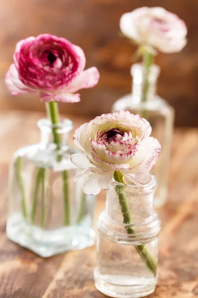 插在花瓶里的花毛茛Ranunculus σε βάζο 图库图片