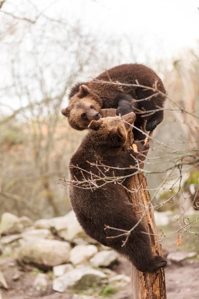 Braunbär — Stockfoto