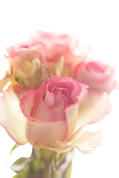 Schöne Rose — Stockfoto