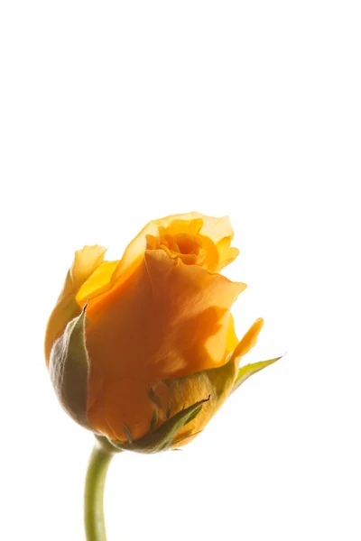 Schöne Rose — Stockfoto