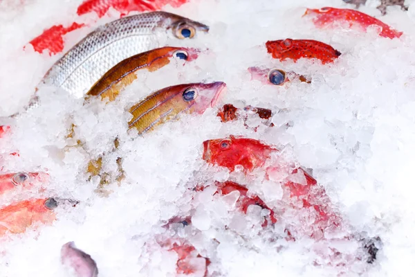 Pescado sobre hielo — Foto de Stock