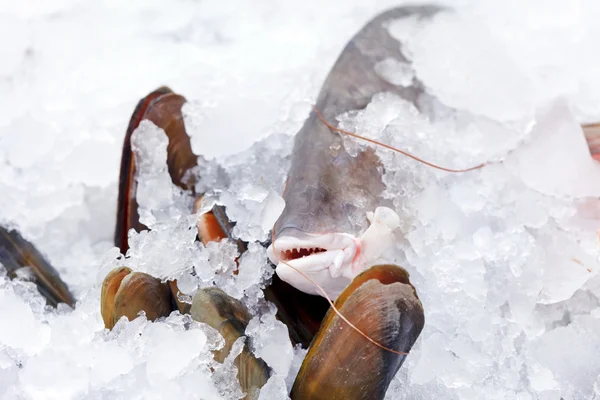 Fisch auf Eis — Stockfoto