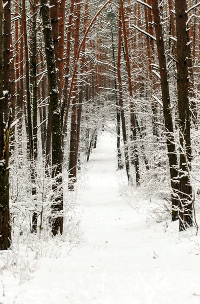 Bosque de invierno —  Fotos de Stock