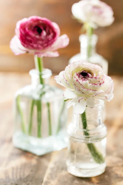 Ranunculus i vas — Stockfoto