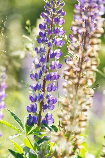 Lupini selvatici — Foto Stock