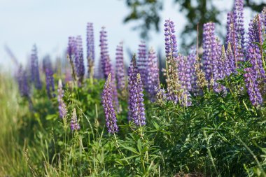 vahşi lupines