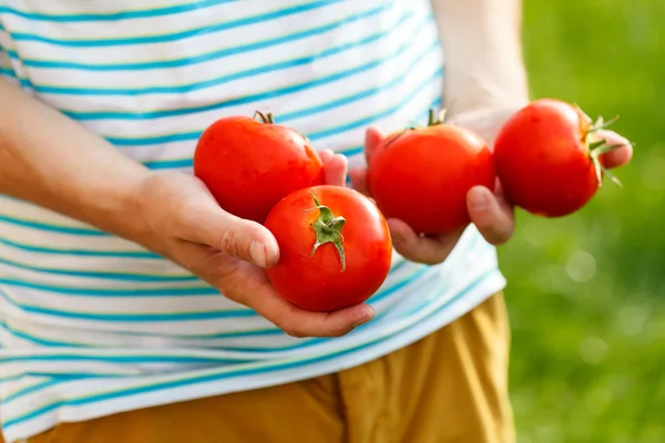 Tomaten in de handen — Stockfoto