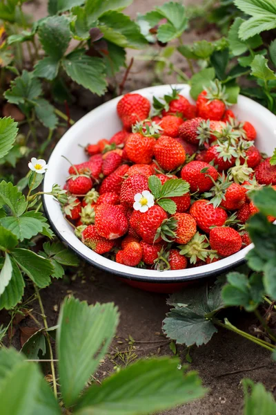 Fresas en el jardín —  Fotos de Stock