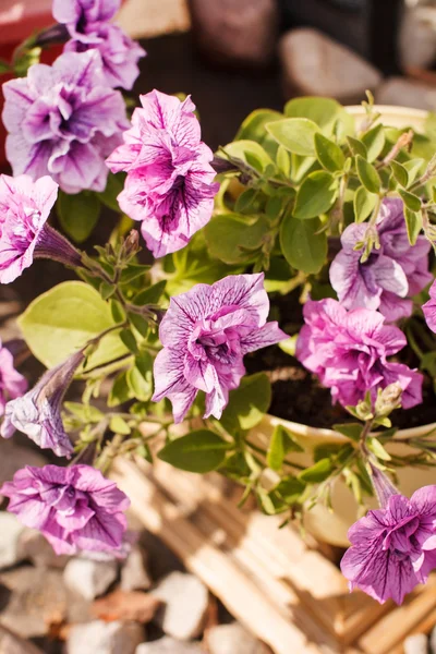 Petunia in de pot — Stockfoto