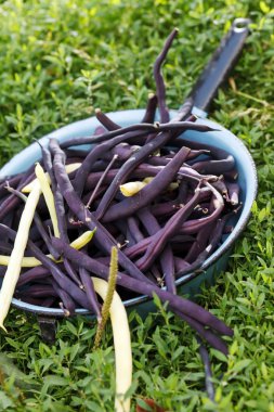Mor çalı fasulyesi