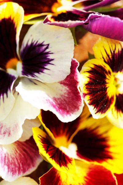 Different pansies — Stock Photo, Image