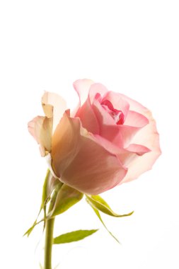 pembe Gül