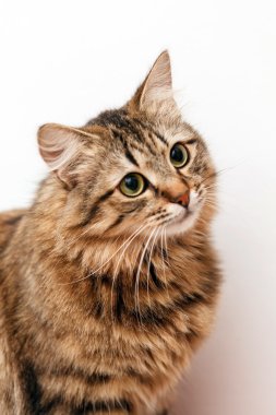 Evde kedi