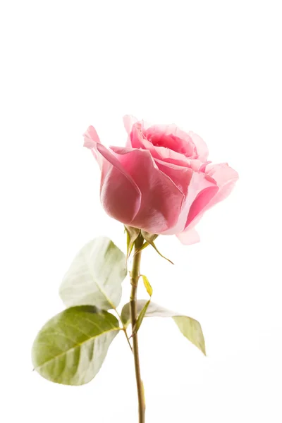 Pink  rose — Stock Photo, Image