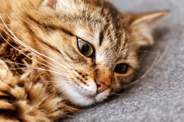 Gato em casa — Fotografia de Stock