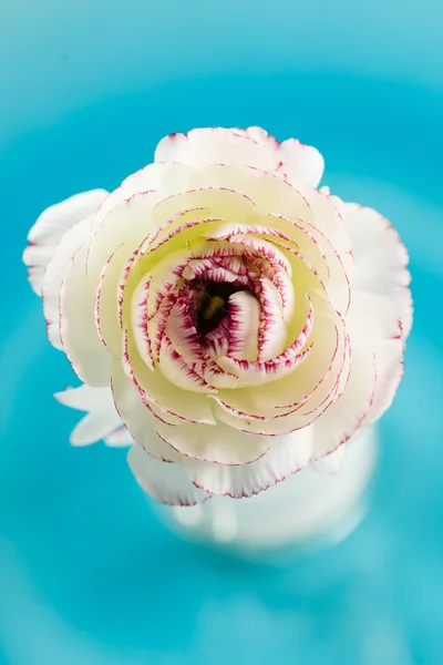 插在花瓶里的花毛茛Ranunculus σε βάζο — 图库照片