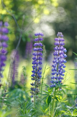 vahşi lupines