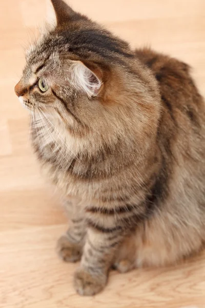 Gato bonito — Fotografia de Stock