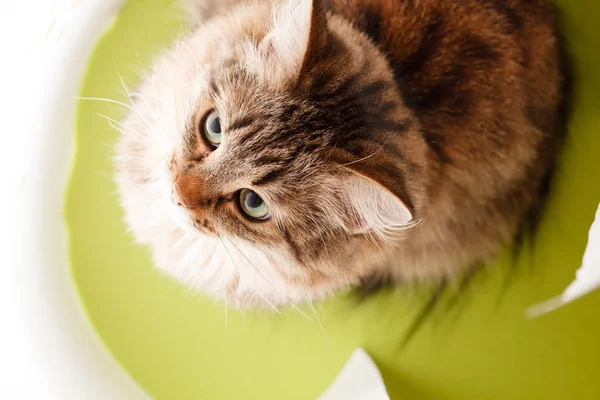 Nette Katze — Stockfoto