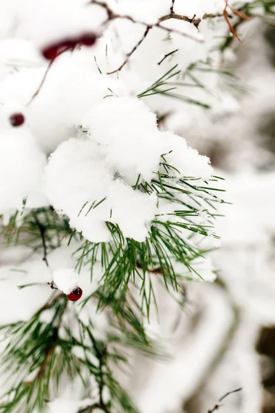 Foresta invernale — Foto Stock