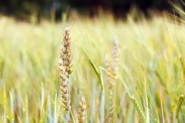 Campo de cereales — Foto de Stock