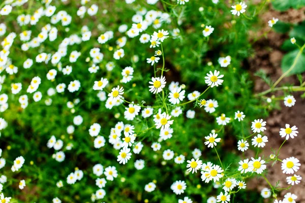 Field of daisy — Stock Photo, Image