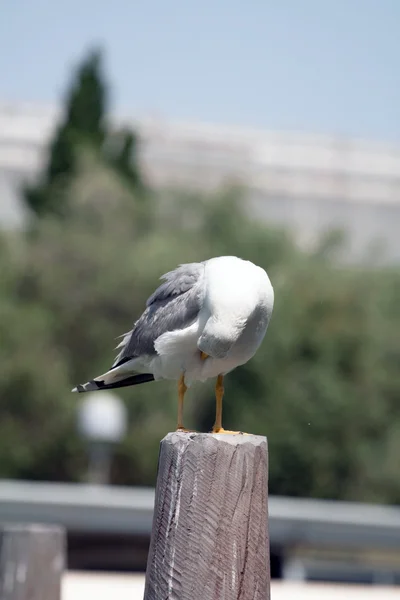 Photo of a sea gull — Stock Photo, Image