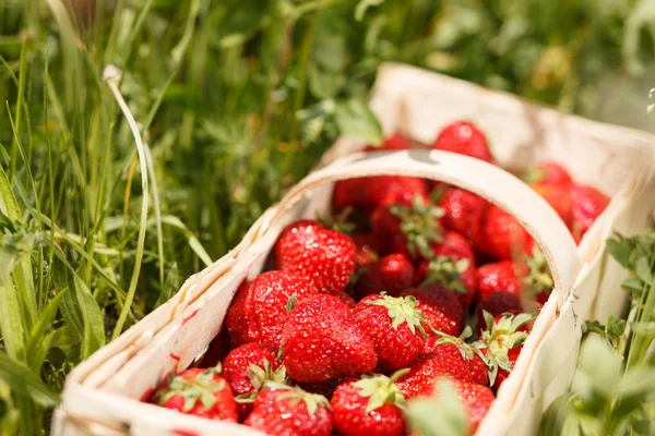 Erdbeeren im Korb — Stockfoto