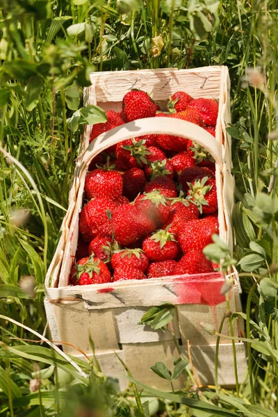 Erdbeeren im Korb — Stockfoto