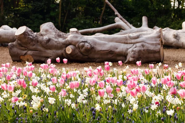 Jardim de primavera — Fotografia de Stock