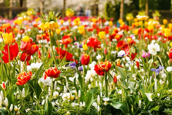 Tavaszi kert — Stock Fotó