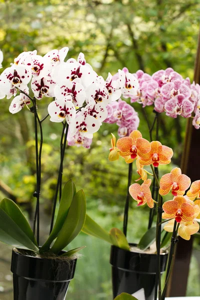 Orquídea bonita — Fotografia de Stock