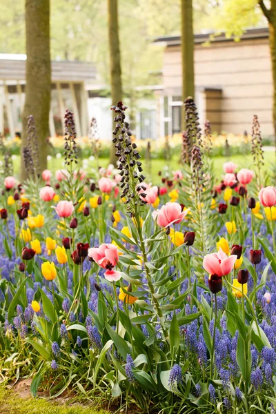 Spring garden — Stock Photo, Image
