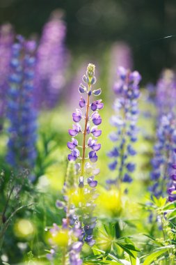 vahşi lupines