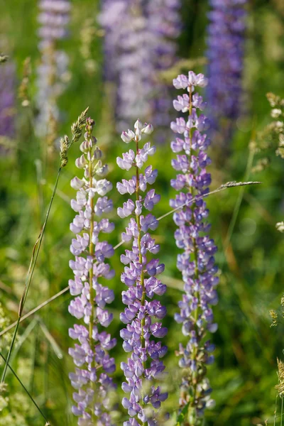 Vahşi lupines — Stok fotoğraf