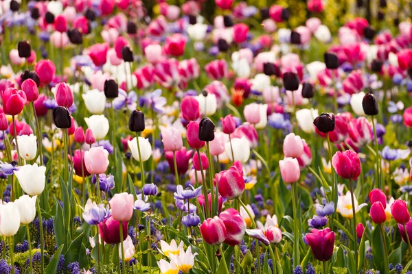 Spring garden — Stock Photo, Image