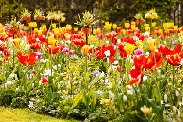 Spring garden — Stock Photo, Image