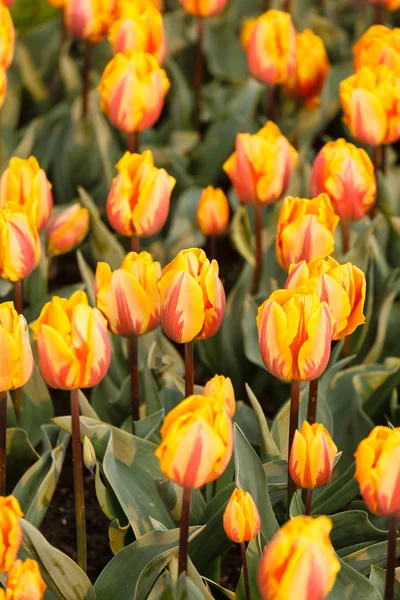 Jardín de primavera — Foto de Stock