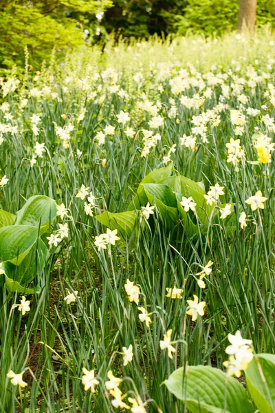 Flores de narciso — Fotografia de Stock