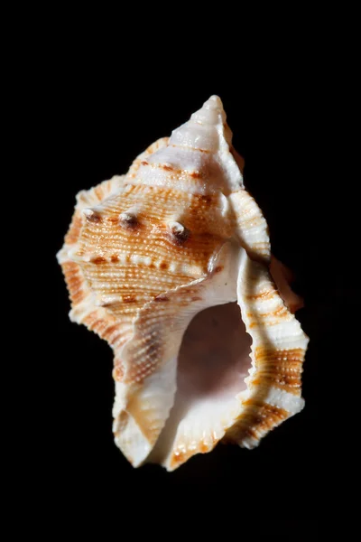 Морская раковина — стоковое фото