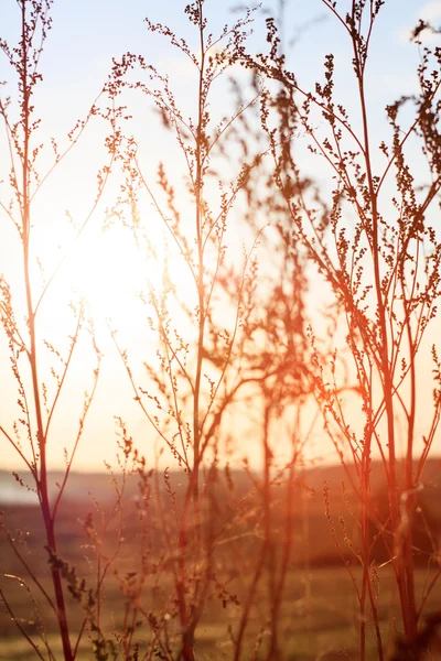 Summer plants — Stock Photo, Image