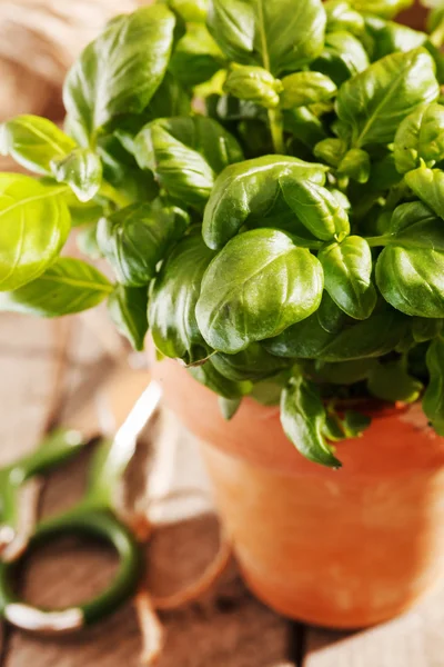 Basil plant — Stock Photo, Image