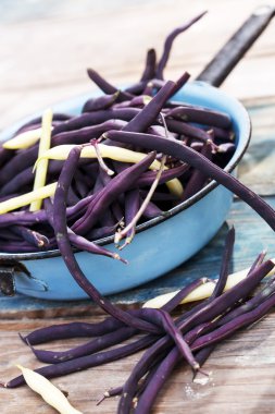 Mor çalı fasulyesi
